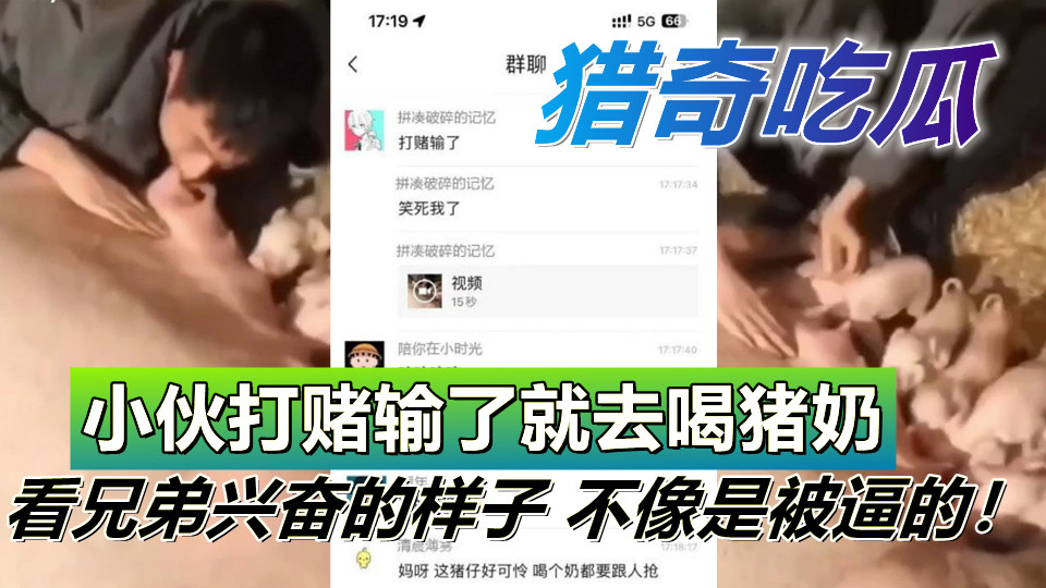 【猎奇吃瓜】小伙打赌输了就去喝猪奶，不过看兄弟兴奋的样子 不像是被逼的！